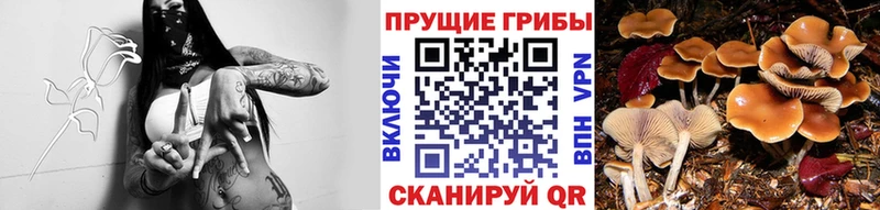 Псилоцибиновые грибы Psilocybe  хочу наркоту  Похвистнево 